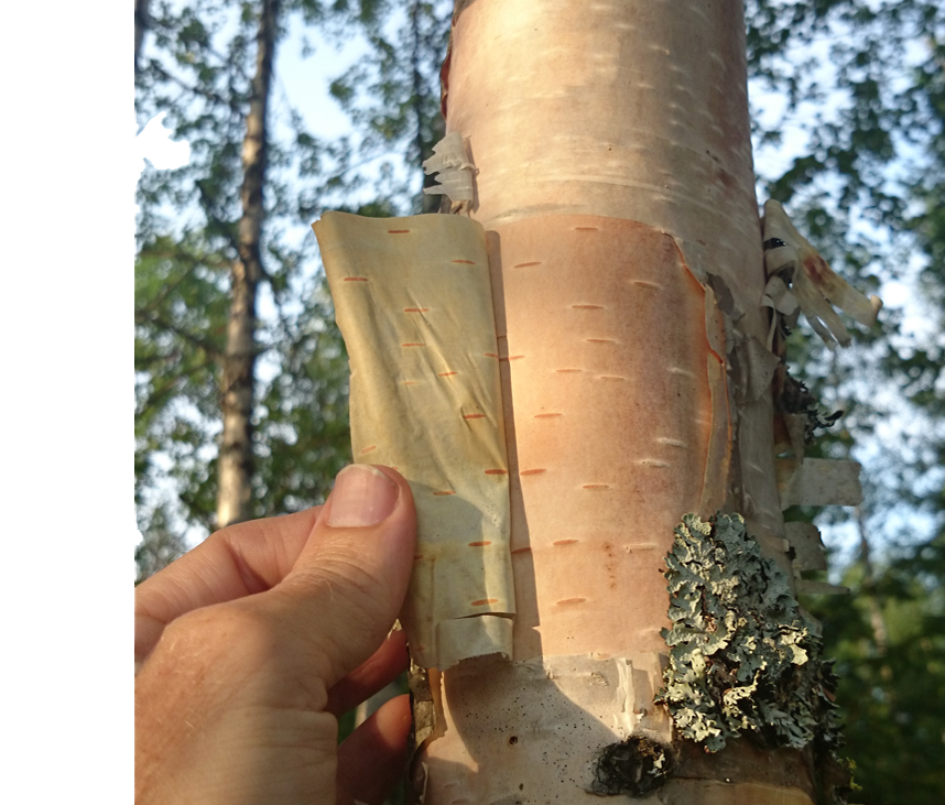 Björkens näver ska vara hel